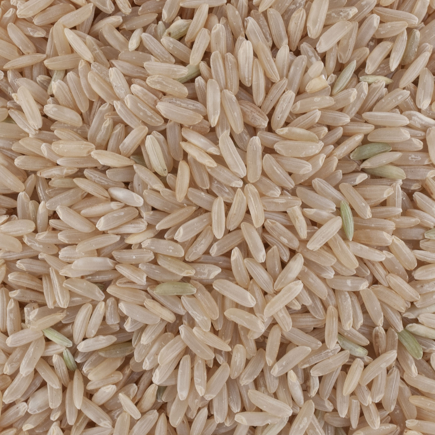 RIZ DE CAMARGUE IGP LONG COMPLET BIO - day by day
