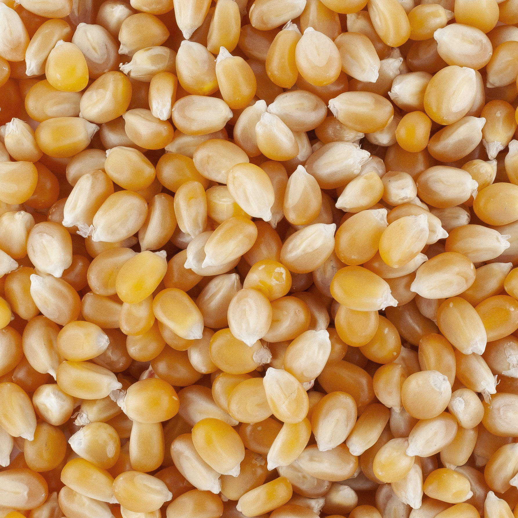 MAIS POP CORN day by day