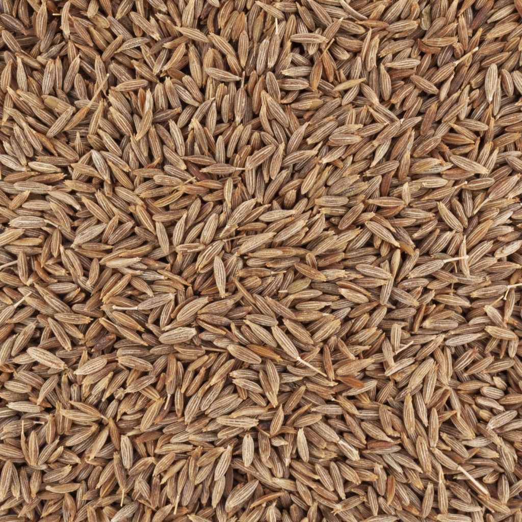 CUMIN EN GRAIN day by day