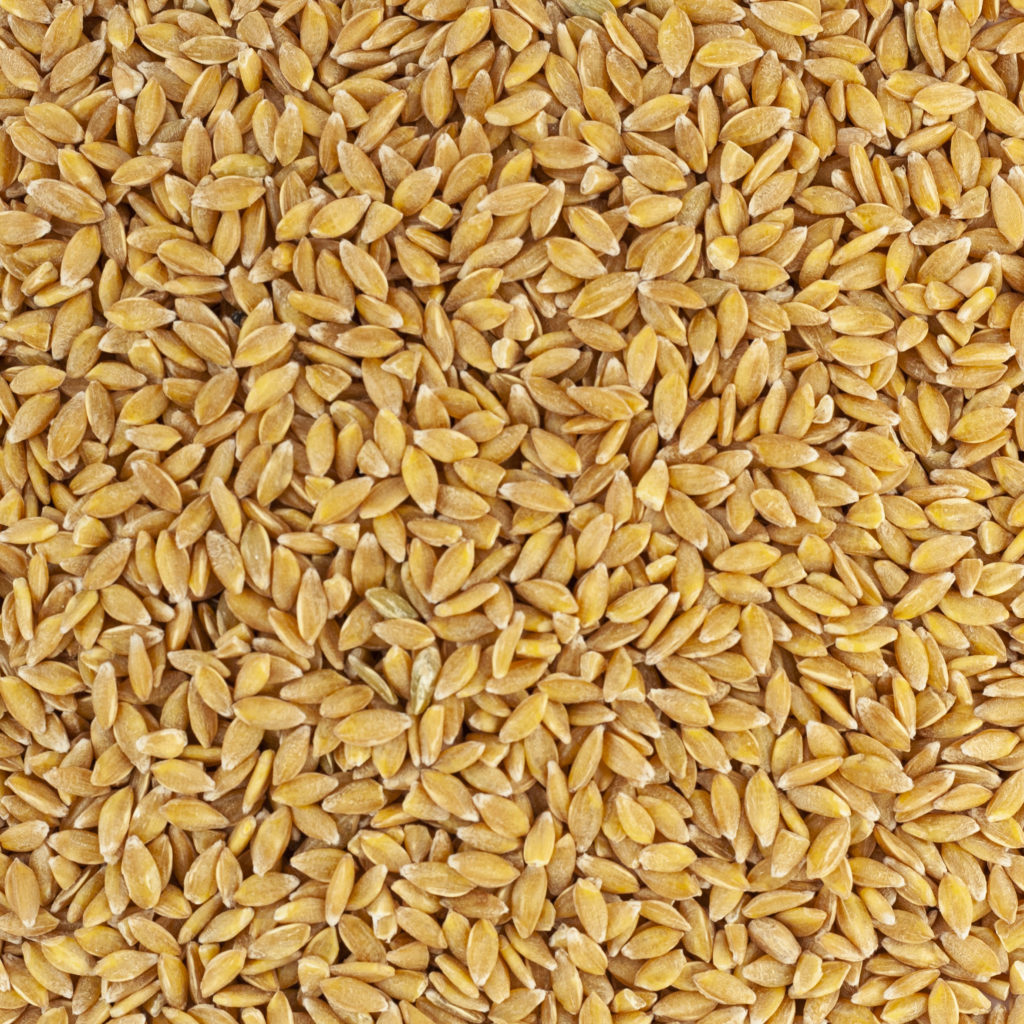 PETIT EPEAUTRE day by day