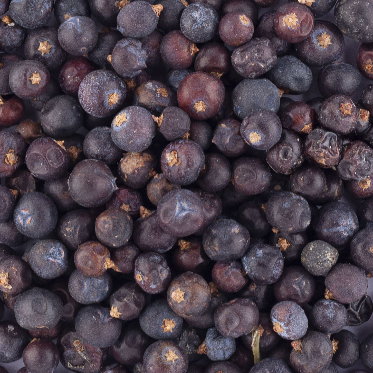 BAIES DE GENIEVRE day by day